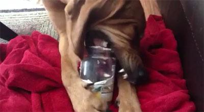 Rex The Bloodhound Vs A Jar Of Peanut Butter